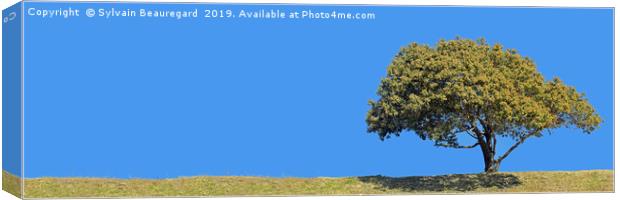 Lonely tree, panorama, right side, 3:1 Canvas Print by Sylvain Beauregard