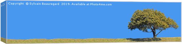 Lonely tree, panorama, right side, 4:1 Canvas Print by Sylvain Beauregard