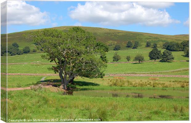 Tree in Field Canvas Print by Iain McGillivray