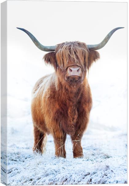 Highland cow in snow, Glen Nevis, Scotland Canvas Print by Justin Foulkes
