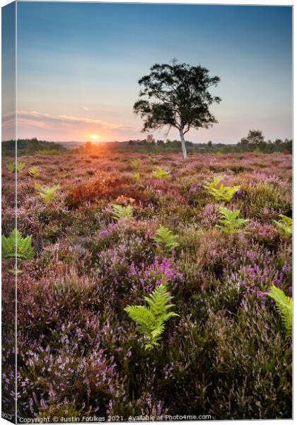 Heather and ferns, New Forest, Hampshire Canvas Print by Justin Foulkes