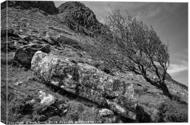 Weather Beaten Tree, Co. Kerry Canvas Print by mark Smith