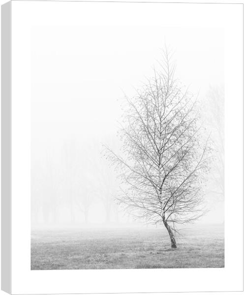 silver birch in mist Canvas Print by mark Smith