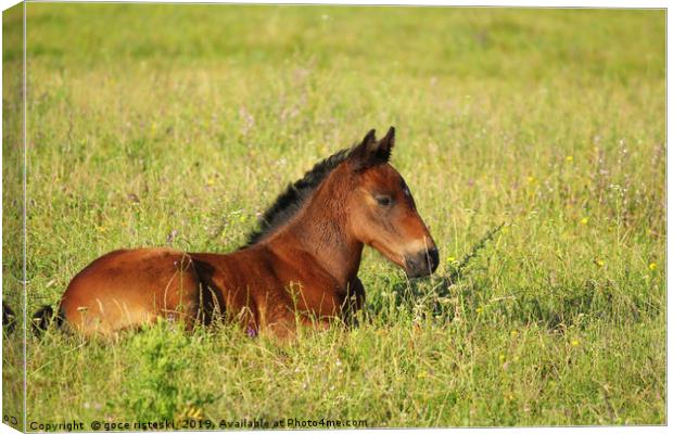 horse brown foal lying in pasture Canvas Print by goce risteski