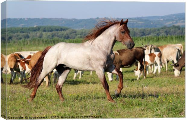 stallion running across the field Canvas Print by goce risteski