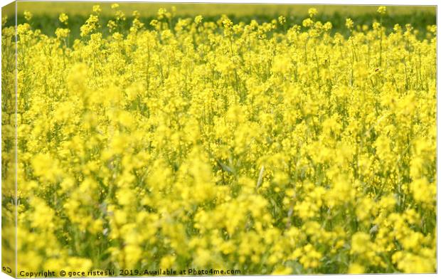 meadow with yellow flowers summertime Canvas Print by goce risteski