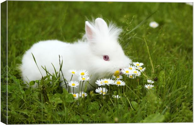 white dwarf bunny standing in grass Canvas Print by goce risteski