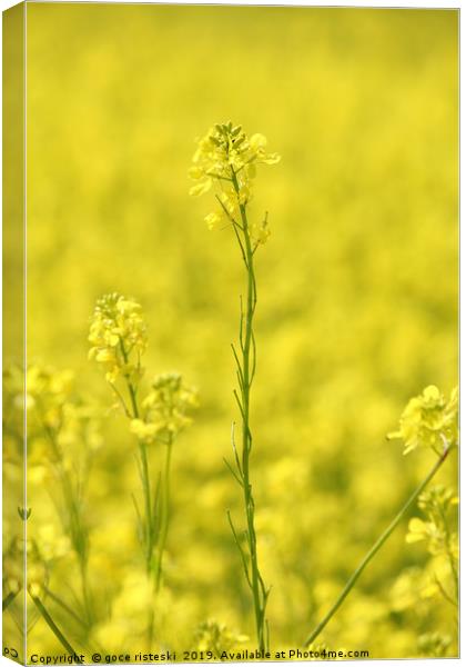 field with yellow flowers summer background Canvas Print by goce risteski