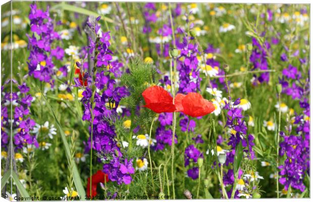 colorful spring wild flowers Canvas Print by goce risteski