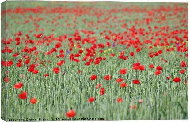 green wheat and red poppy flowers field Canvas Print by goce risteski