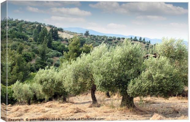 olive trees hill Canvas Print by goce risteski
