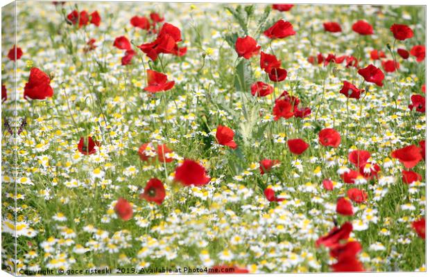 spring meadow with poppy and chamomile flowers Canvas Print by goce risteski
