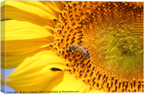 bee on sunflower summer nature scene Canvas Print by goce risteski