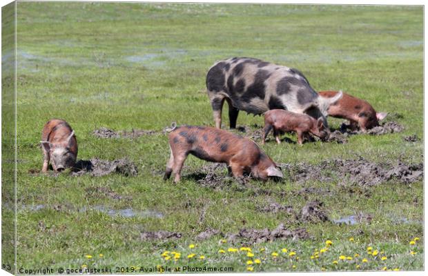 pigs in a mud farm scene Canvas Print by goce risteski
