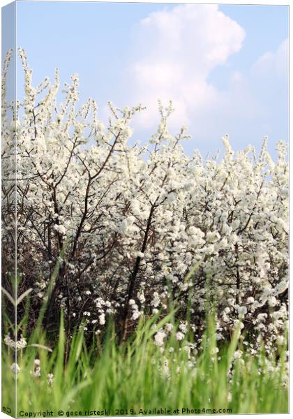 green grass white flowers and blue sky spring scen Canvas Print by goce risteski