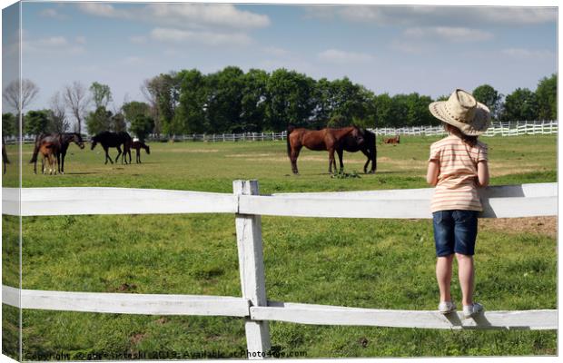 child standing on the corral and watching horses Canvas Print by goce risteski