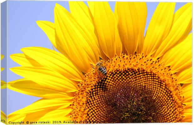 bee on sunflower close up Canvas Print by goce risteski
