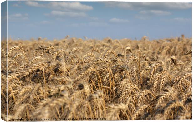 golden wheat field and blue sky summer scene Canvas Print by goce risteski
