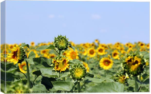 sunflower field summer season landscape Canvas Print by goce risteski