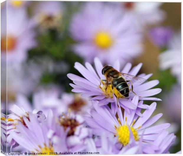 bee and autumn flower nature background  Canvas Print by goce risteski