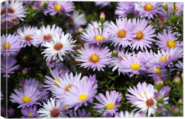 chrysanthemum autumn flower close up Canvas Print by goce risteski