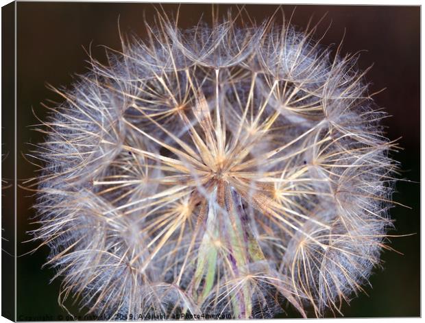 dandelion macro spring season Canvas Print by goce risteski