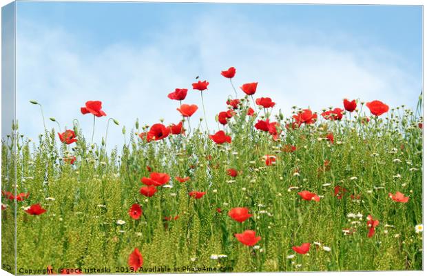 poppy wild flowers spring season Canvas Print by goce risteski