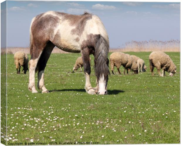 horse and sheep on pasture Canvas Print by goce risteski