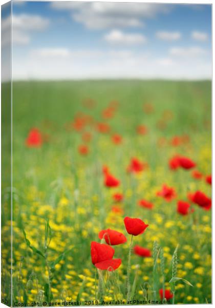 poppy flower meadow spring season Canvas Print by goce risteski