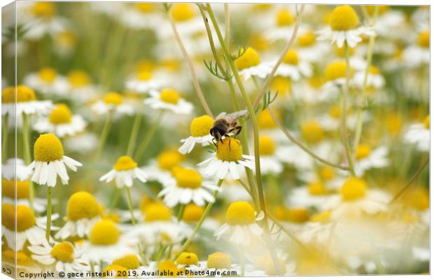 bee on chamomile flower spring season nature backg Canvas Print by goce risteski