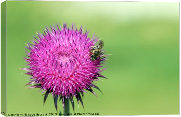 bee on flower spring season Canvas Print by goce risteski