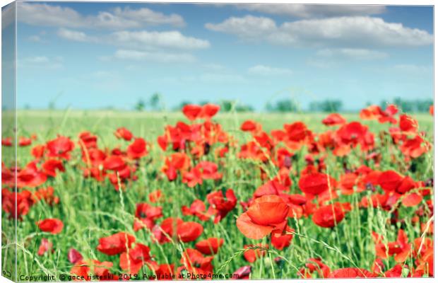 red poppy flowers meadow landscape Canvas Print by goce risteski