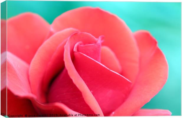 red rose flower close up Canvas Print by goce risteski