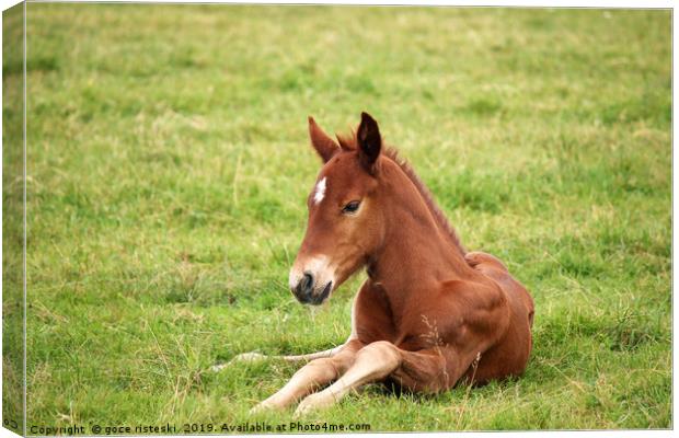 brown foal lying on green grass field Canvas Print by goce risteski