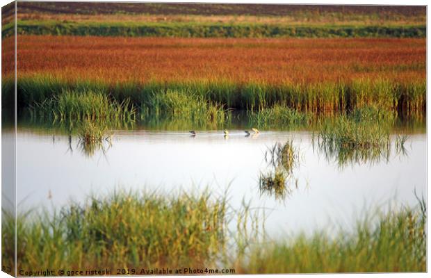 swamp with birds landscape autumn season Canvas Print by goce risteski