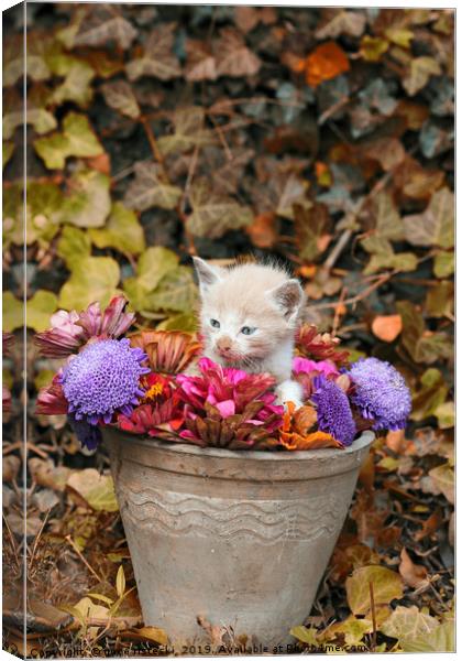 kitten in a vase with flowers  Canvas Print by goce risteski