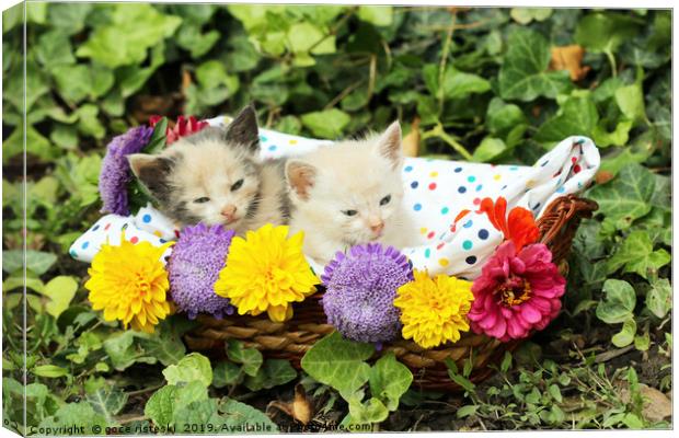 cute kittens in wicker basket Canvas Print by goce risteski
