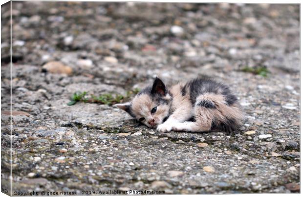 abandoned kitten lying on the ground  Canvas Print by goce risteski