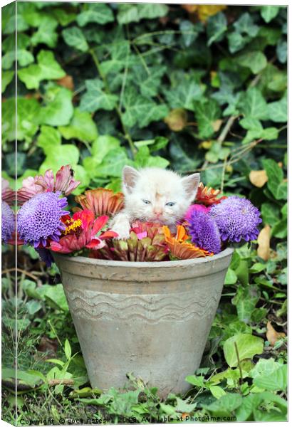 cute kitten in a vase with flowers  Canvas Print by goce risteski
