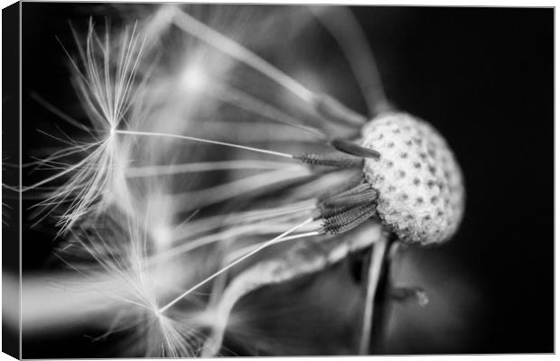 Dandelion Seed Head in Black and White Canvas Print by Dave Denby