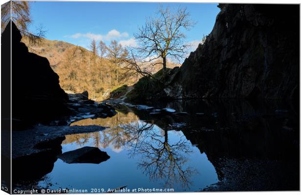 Lone Tree at Rydal Cave  Canvas Print by David Tomlinson