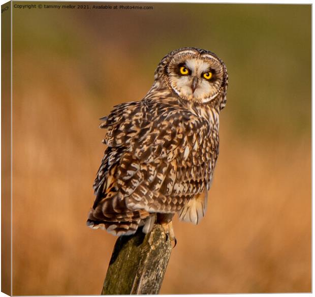 Majestic Short Eared Owl Canvas Print by tammy mellor