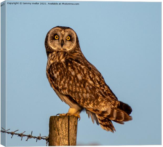 Majestic Hunter Canvas Print by tammy mellor