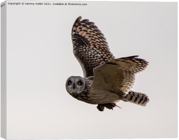 Majestic Short Eared Owl in Flight Canvas Print by tammy mellor