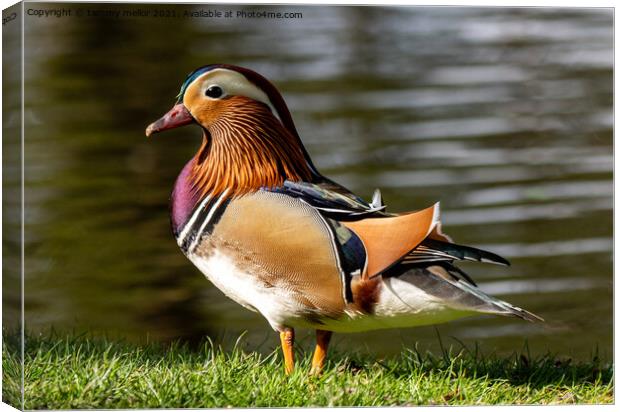 Majestic Mandarin Duck Canvas Print by tammy mellor