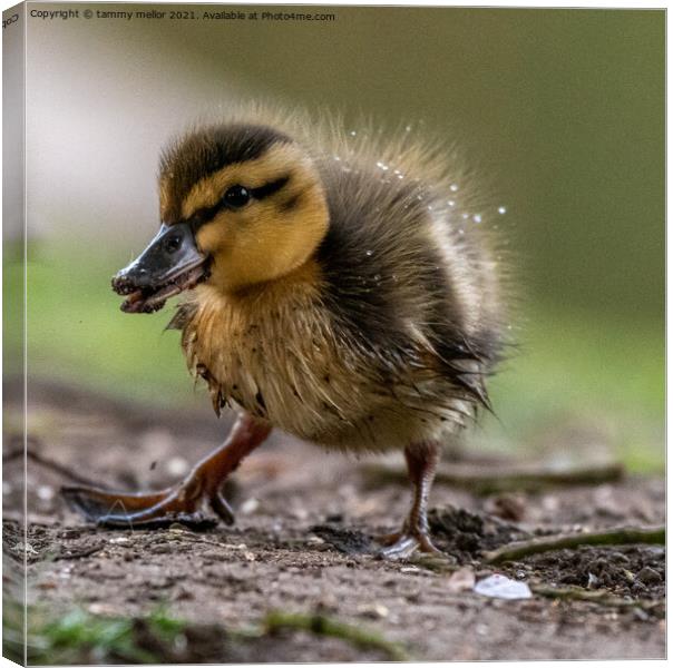 Curious Duckling Explores Canvas Print by tammy mellor