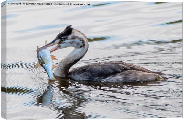 Majestic Great Crested Grebe with Fresh Catch Canvas Print by tammy mellor