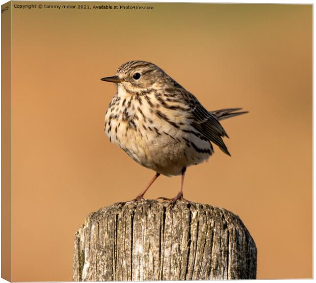 Majestic Meadow Pipit Canvas Print by tammy mellor