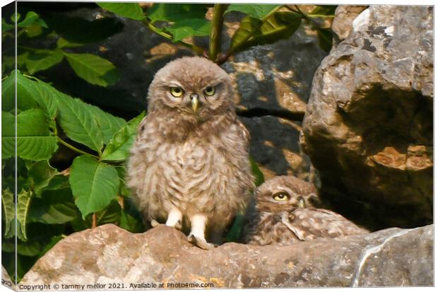 Majestic Little Owlets Canvas Print by tammy mellor