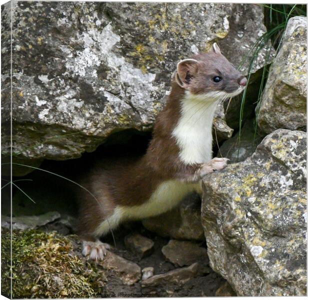 The Sneaky Stoat Canvas Print by tammy mellor